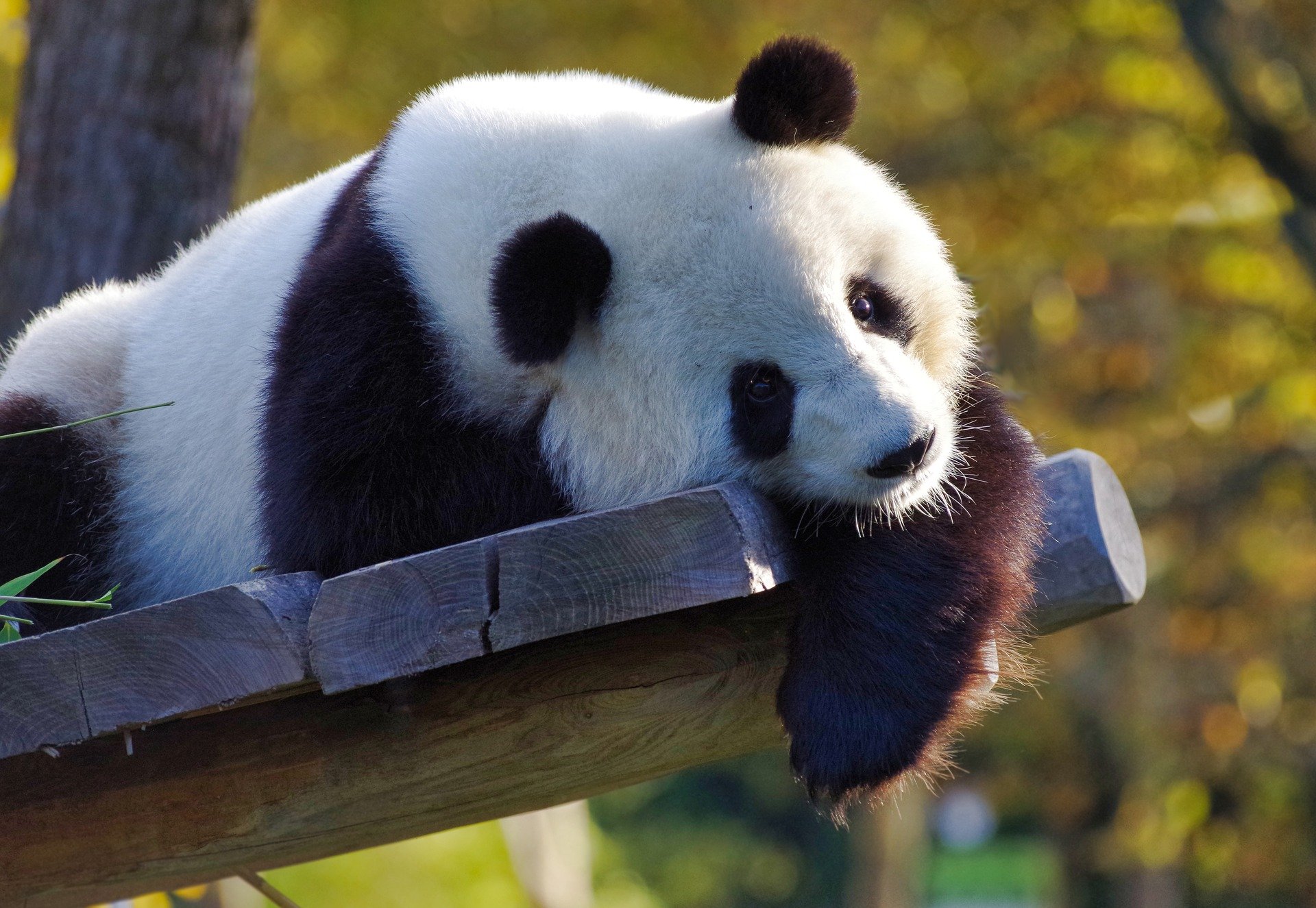 Giant panda resting on a wooden platform